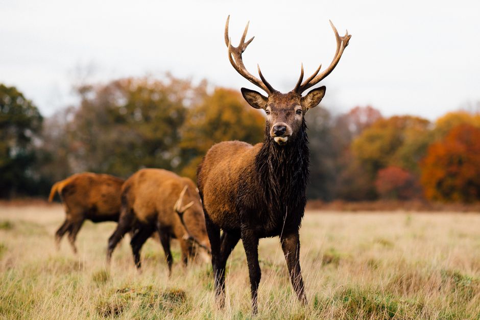 A majestic deer with large antlers standing in a grassy field during daytime, with two other deer grazing nearby. The background features a mix of autumn-colored trees with orange, yellow, and green foliage, under an overcast sky. The scene is natural and untouched, highlighting the wildlife in their habitat, with the deer appearing healthy and alert. This image captures a tranquil moment of wildlife observation, suitable for illustrating themes of nature, outdoor scenery, and the environment. Richmond Carpet Cleaning does not have a direct relation to this scene, as it focuses on professional cleaning services, but the high-quality image emphasizes the importance of clean and healthy environments both indoors and outdoors.