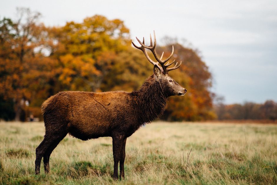 A majestic deer with large antlers standing in a grassy field during daytime, with two other deer grazing nearby. The background features a mix of autumn-colored trees with orange, yellow, and green foliage, under an overcast sky. The scene is natural and untouched, highlighting the wildlife in their habitat, with the deer appearing healthy and alert. This image captures a tranquil moment of wildlife observation, suitable for illustrating themes of nature, outdoor scenery, and the environment. Richmond Carpet Cleaning does not have a direct relation to this scene, as it focuses on professional cleaning services, but the high-quality image emphasizes the importance of clean and healthy environments both indoors and outdoors.